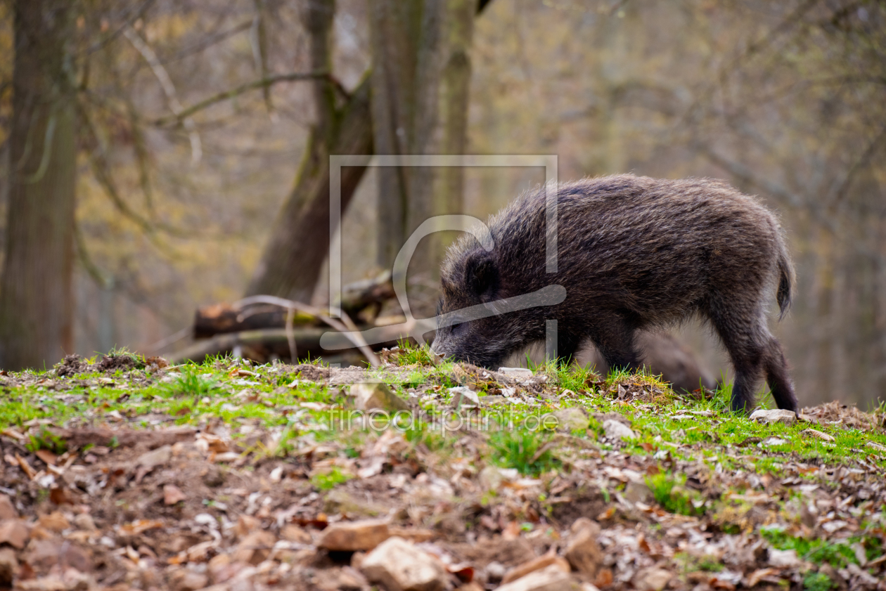 Bild-Nr.: 12896649 Wald Idyll und friedliche Harmonie erstellt von Tanja Riedel