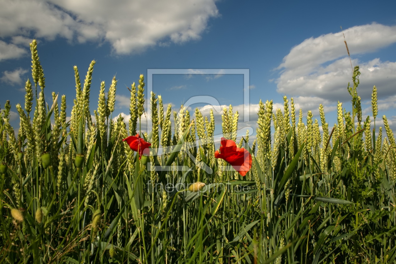 Bild-Nr.: 12898007 Kornfeld erstellt von Bellavonte