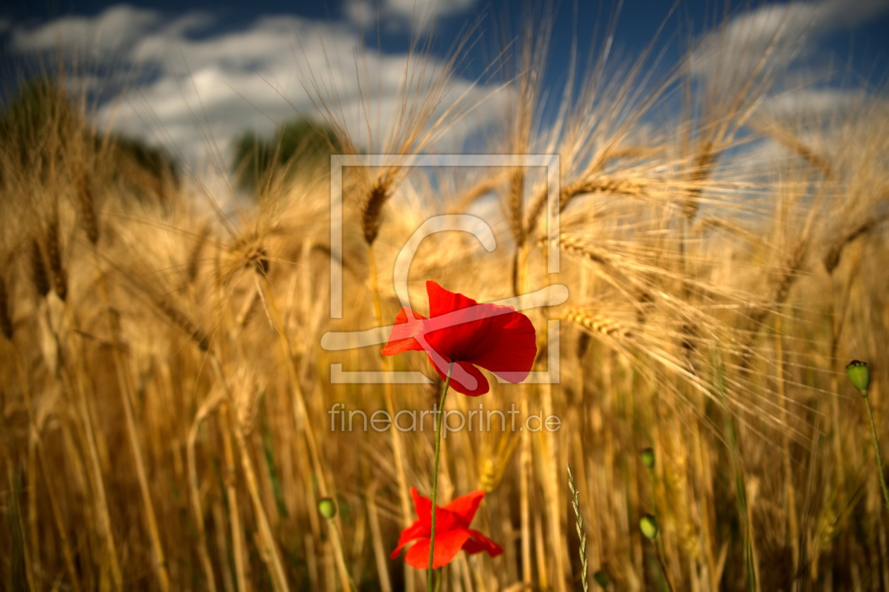 Bild-Nr.: 12898286 Mohnblume erstellt von Bellavonte