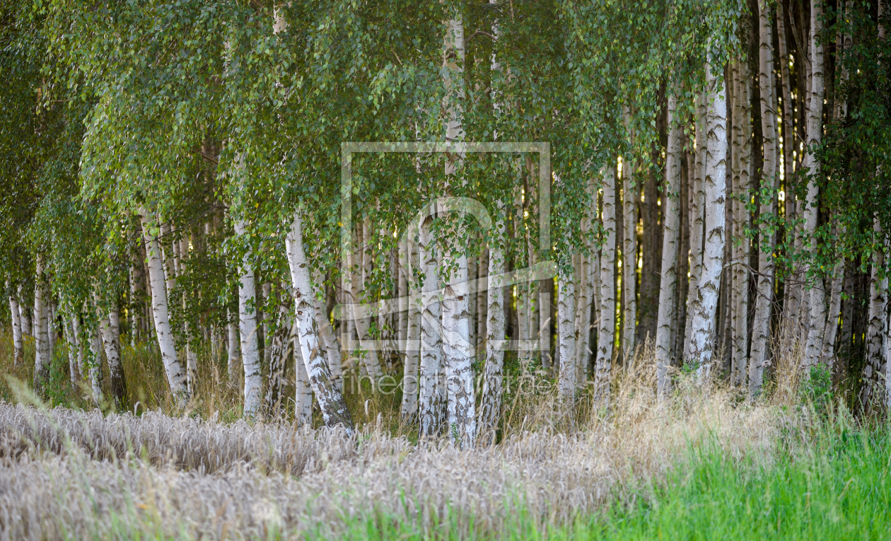 Bild-Nr.: 12905356 Birkenwald erstellt von Gregor Handy