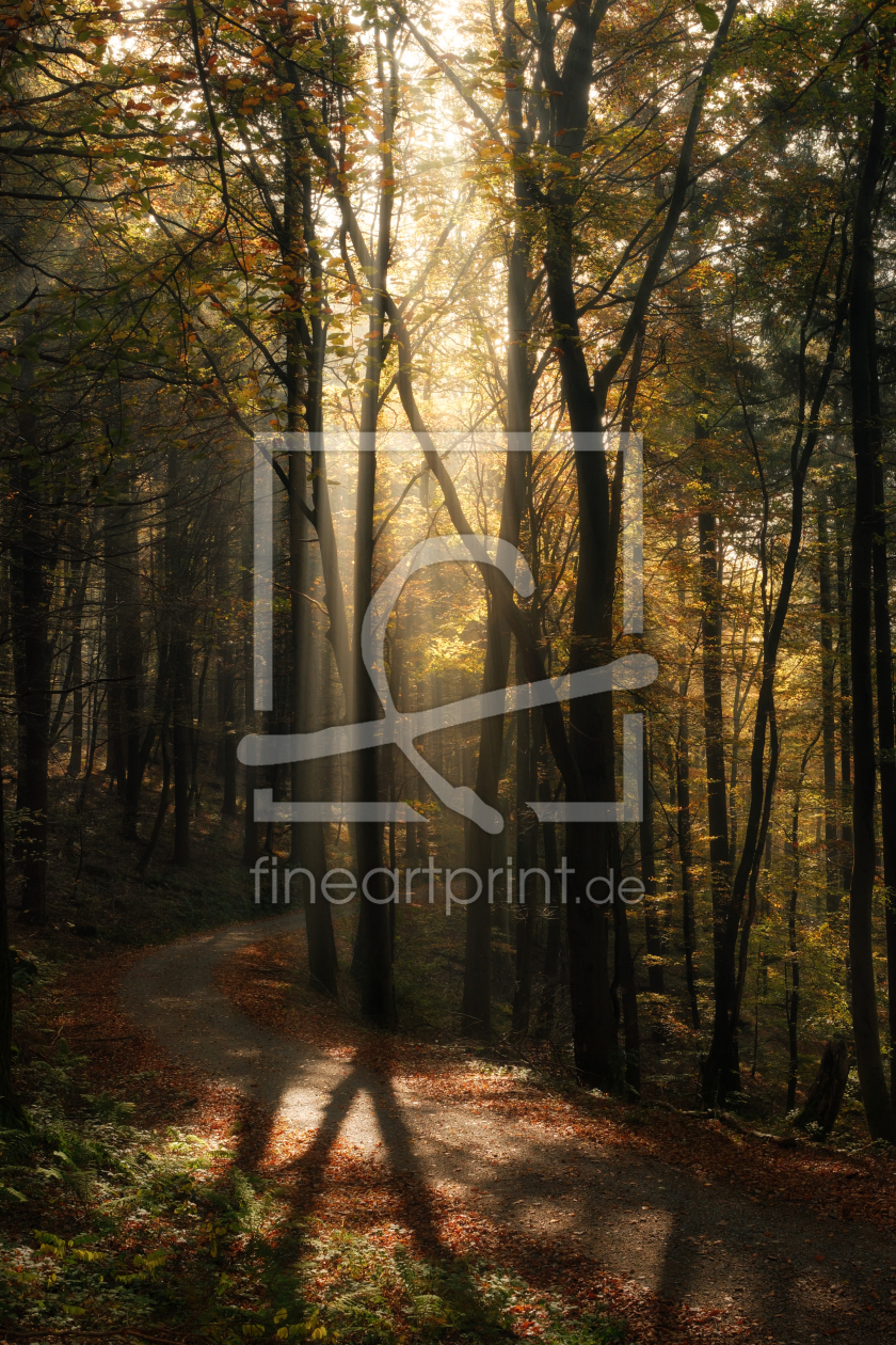 Bild-Nr.: 12905366 Schöne goldene Sonnenstrahlen im Herbstwald erstellt von Smileus
