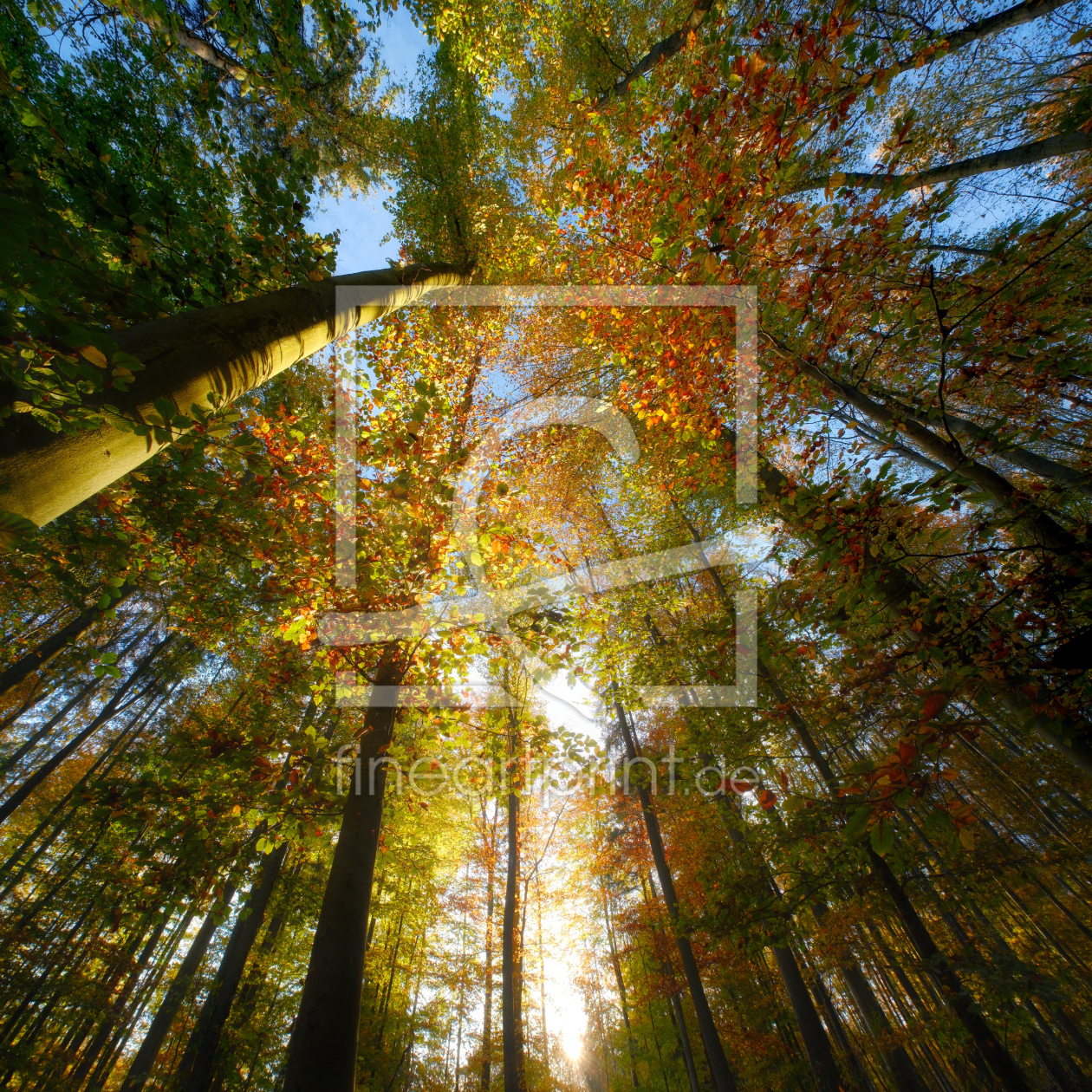 Bild-Nr.: 12905382 Blätterdach mit Sonne und herrlichen Herbstfarben erstellt von Smileus