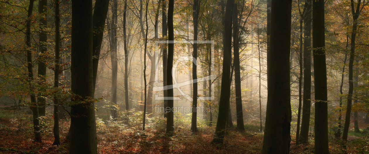Bild-Nr.: 12905458 Märchenhafte Stimmung im nebligen Herbstwald erstellt von Smileus