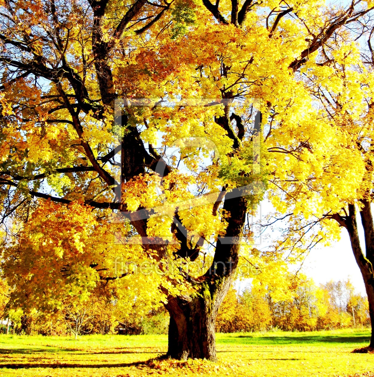 Bild-Nr.: 12909980 goldener herbst erstellt von M.A. Ziehr
