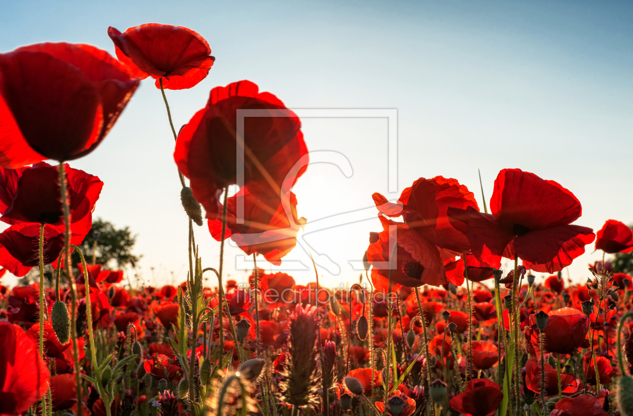 Bild-Nr.: 12912685 Poppies Dream erstellt von Nordbilder