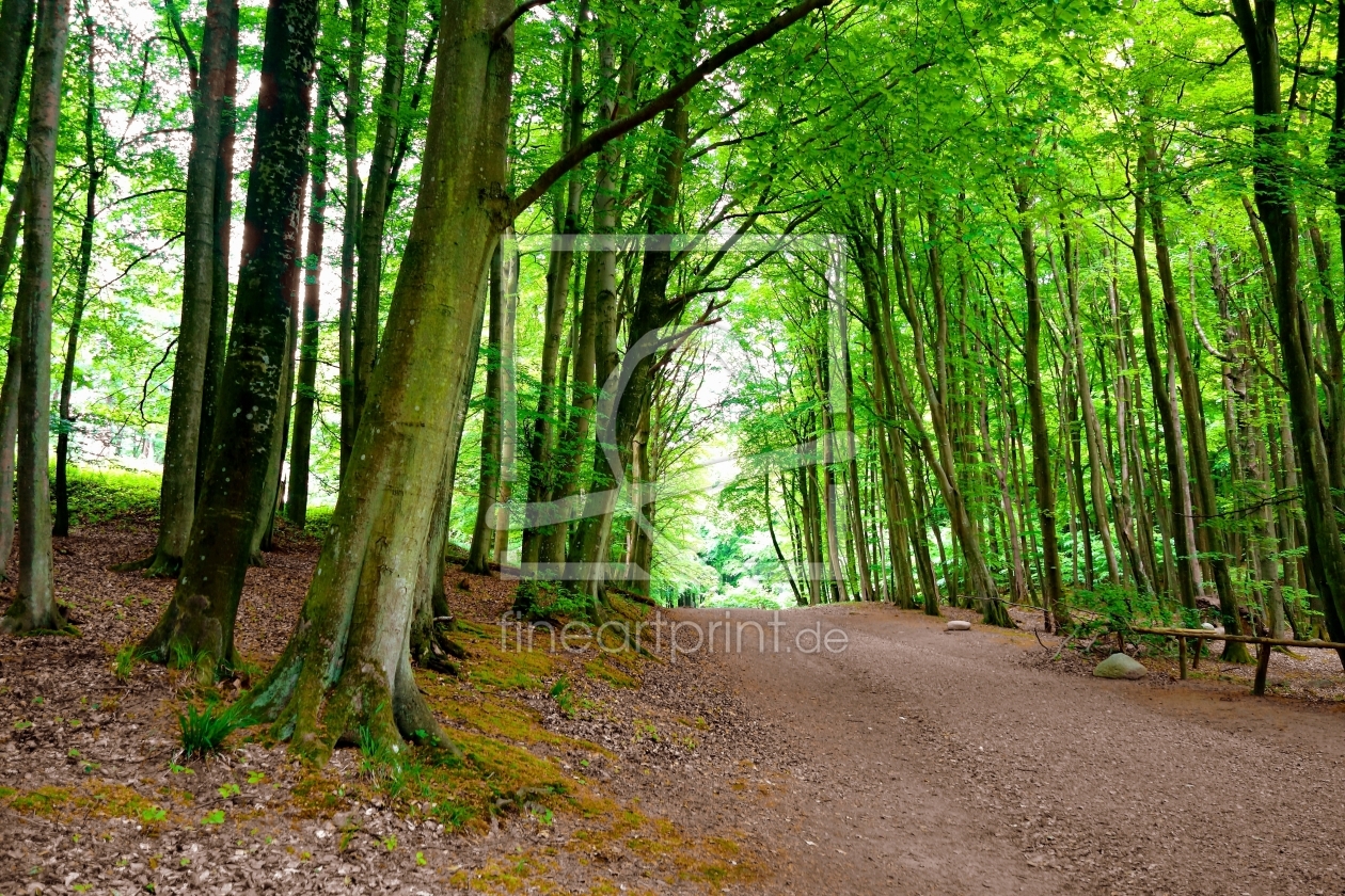 Bild-Nr.: 12914990 Frühling im Wald erstellt von Ostseestrand
