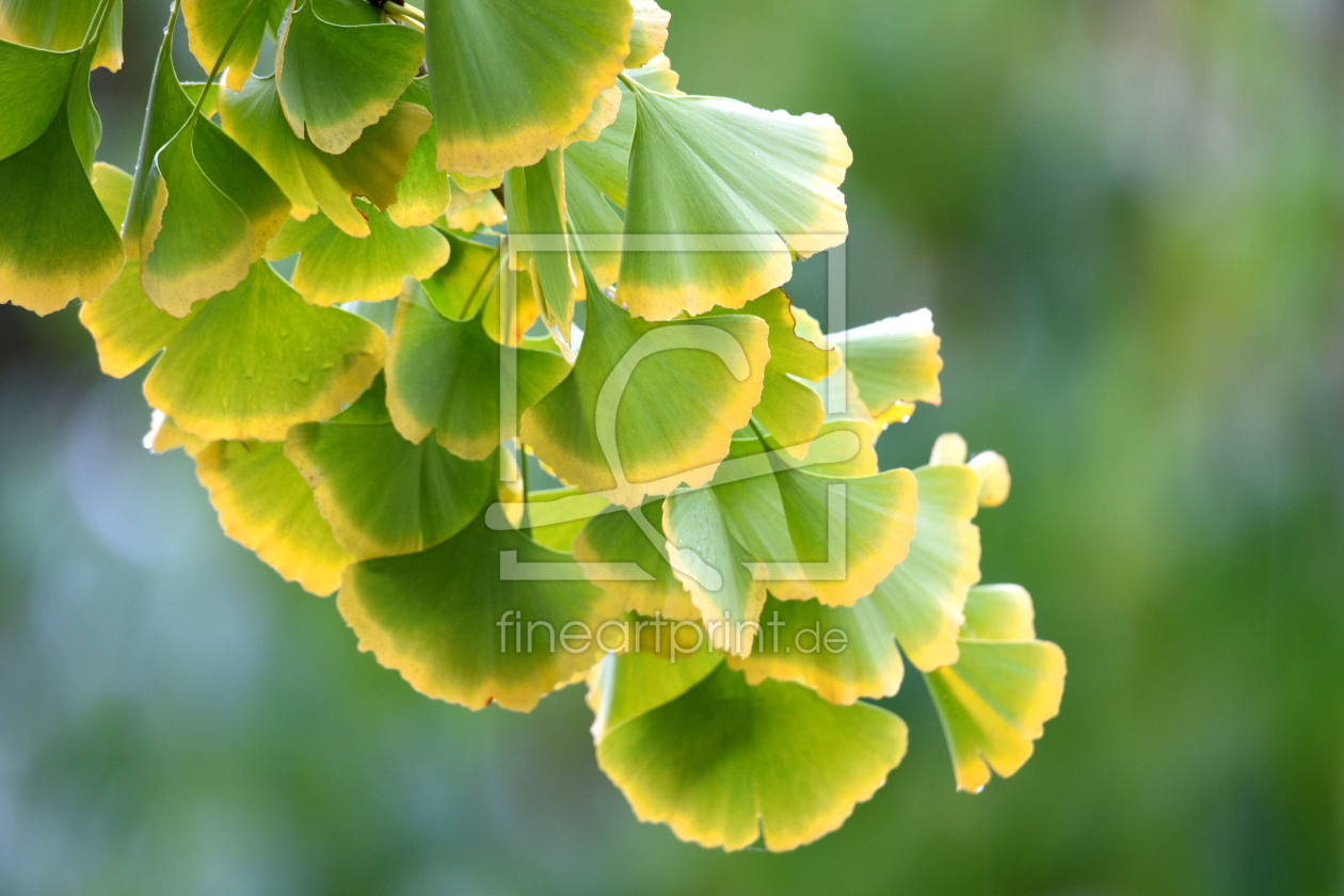 Bild-Nr.: 12915488 Ginkgoblätter erstellt von GUGIGEI