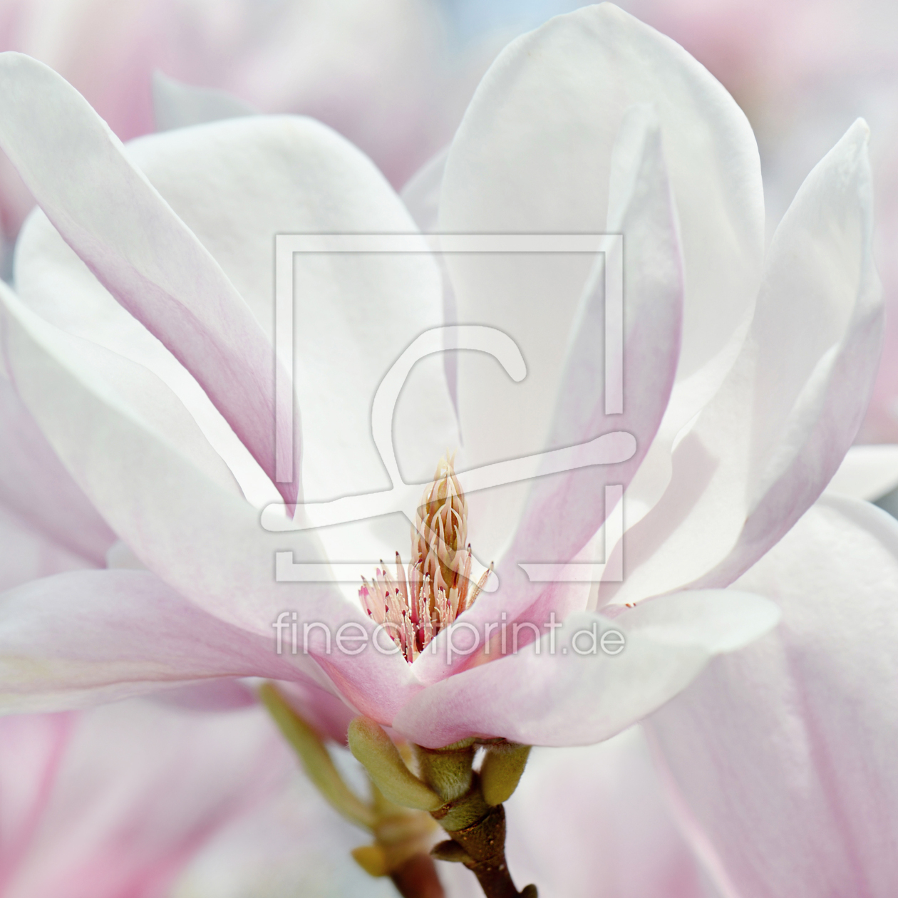 Bild-Nr.: 12915516 Magnolie  erstellt von Atteloi
