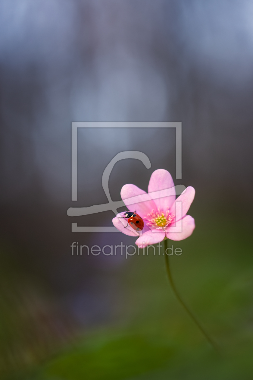 Bild-Nr.: 12915605 Doppeltes Glück - Marienkäfer im Leberblümchen erstellt von Daniela Beyer