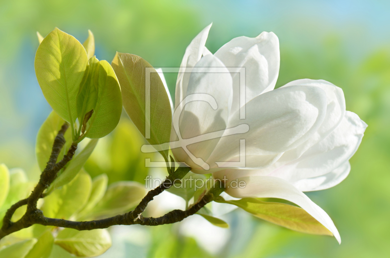 Bild-Nr.: 12915733 Magnolienblüten erstellt von Atteloi