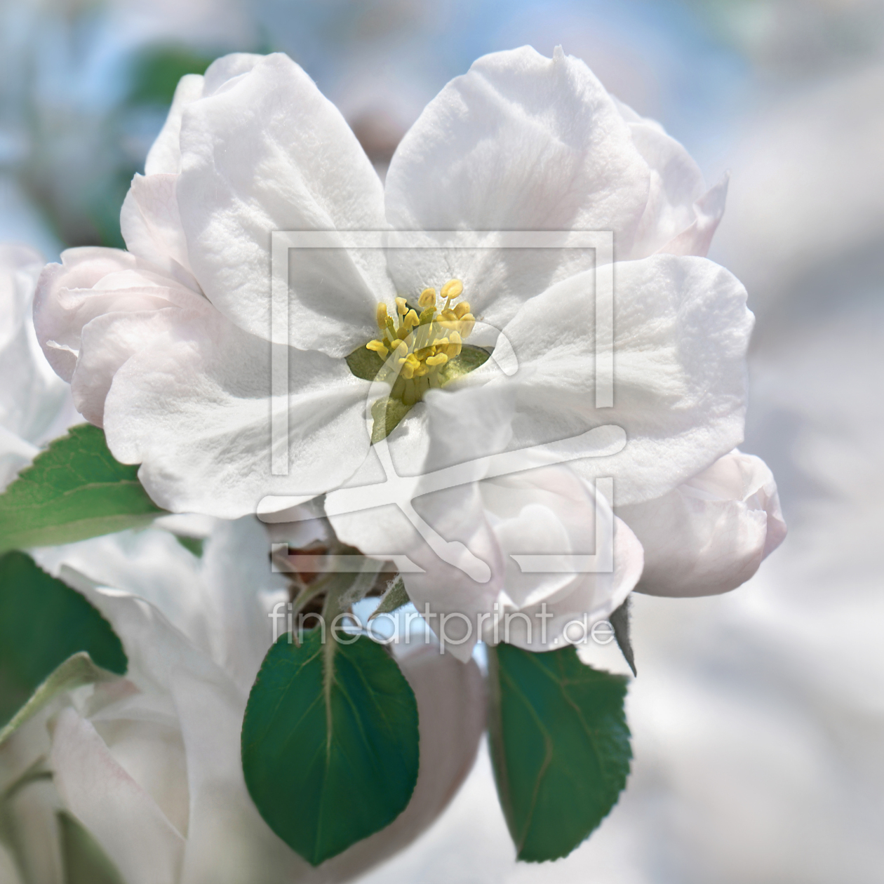 Bild-Nr.: 12915780 Frühlingsblüte erstellt von Atteloi