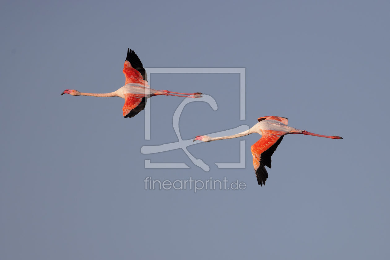 Bild-Nr.: 12915833 Rosaflamingos erstellt von DirkR