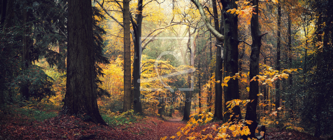 Bild-Nr.: 12915872 Herbstwald mit majestätischen Bäumen im Nebel erstellt von Smileus