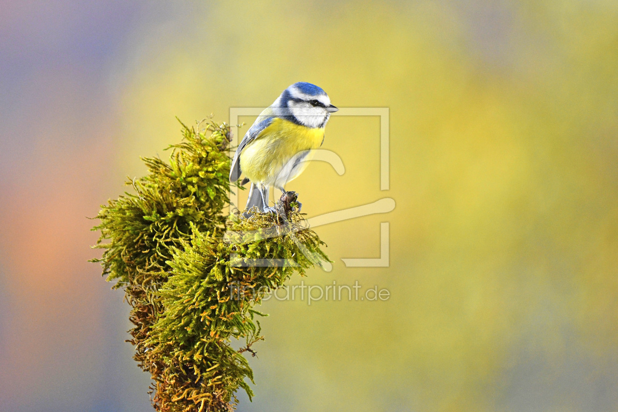 Bild-Nr.: 12915943 Blaumeise erstellt von GUGIGEI