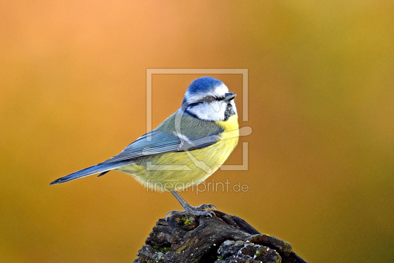 Bild-Nr.: 12915944 Blaumeise erstellt von GUGIGEI