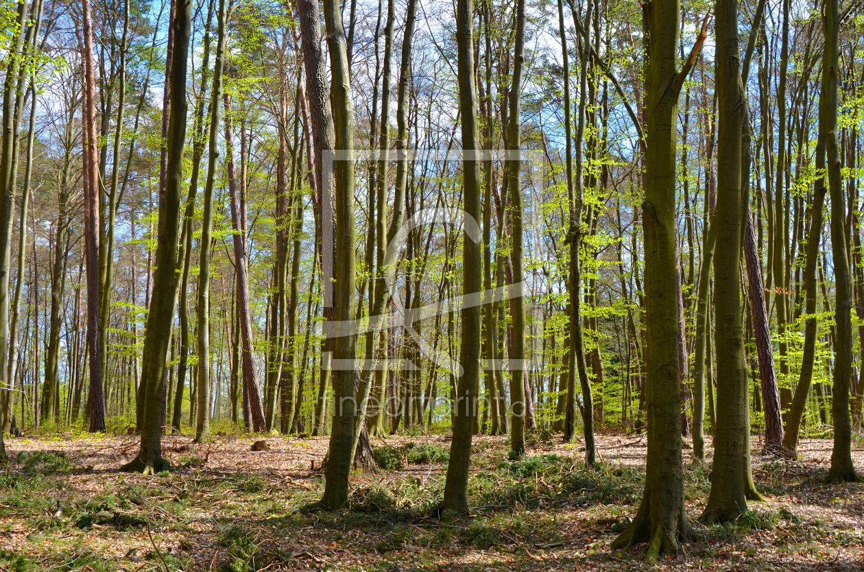 Bild-Nr.: 12915960 Im Wald erstellt von Atteloi