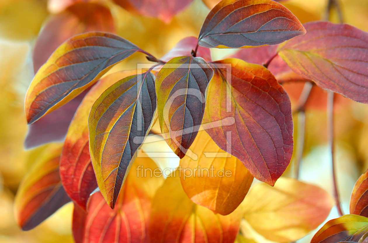 Bild-Nr.: 12916162 Herbstblätter erstellt von Atteloi