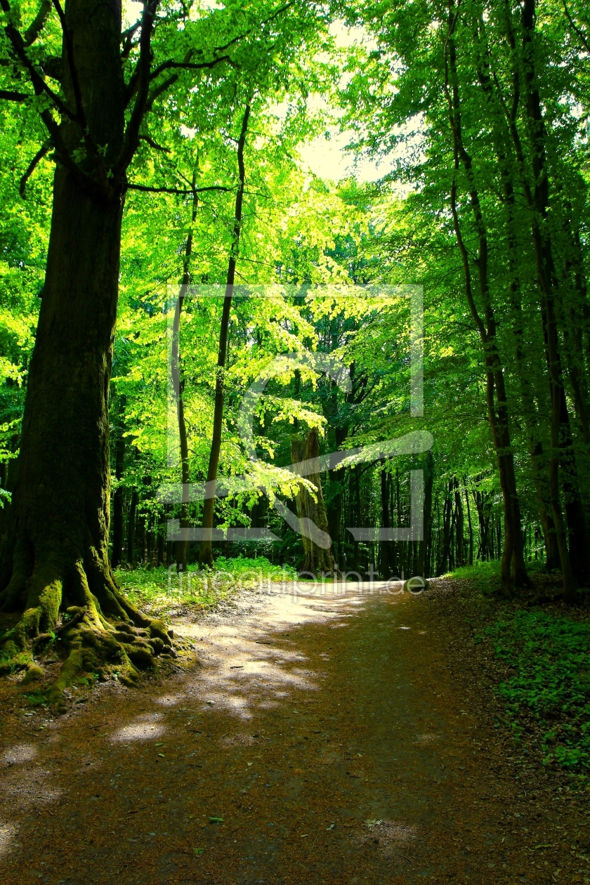 Bild-Nr.: 12916990 Waldlichtung im Mai erstellt von Ostseestrand