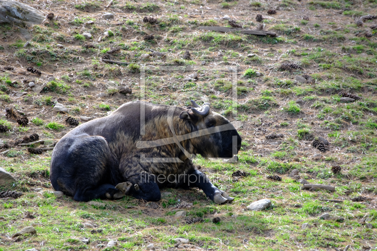 Bild-Nr.: 12932382 Takin erstellt von Gerhard Albicker