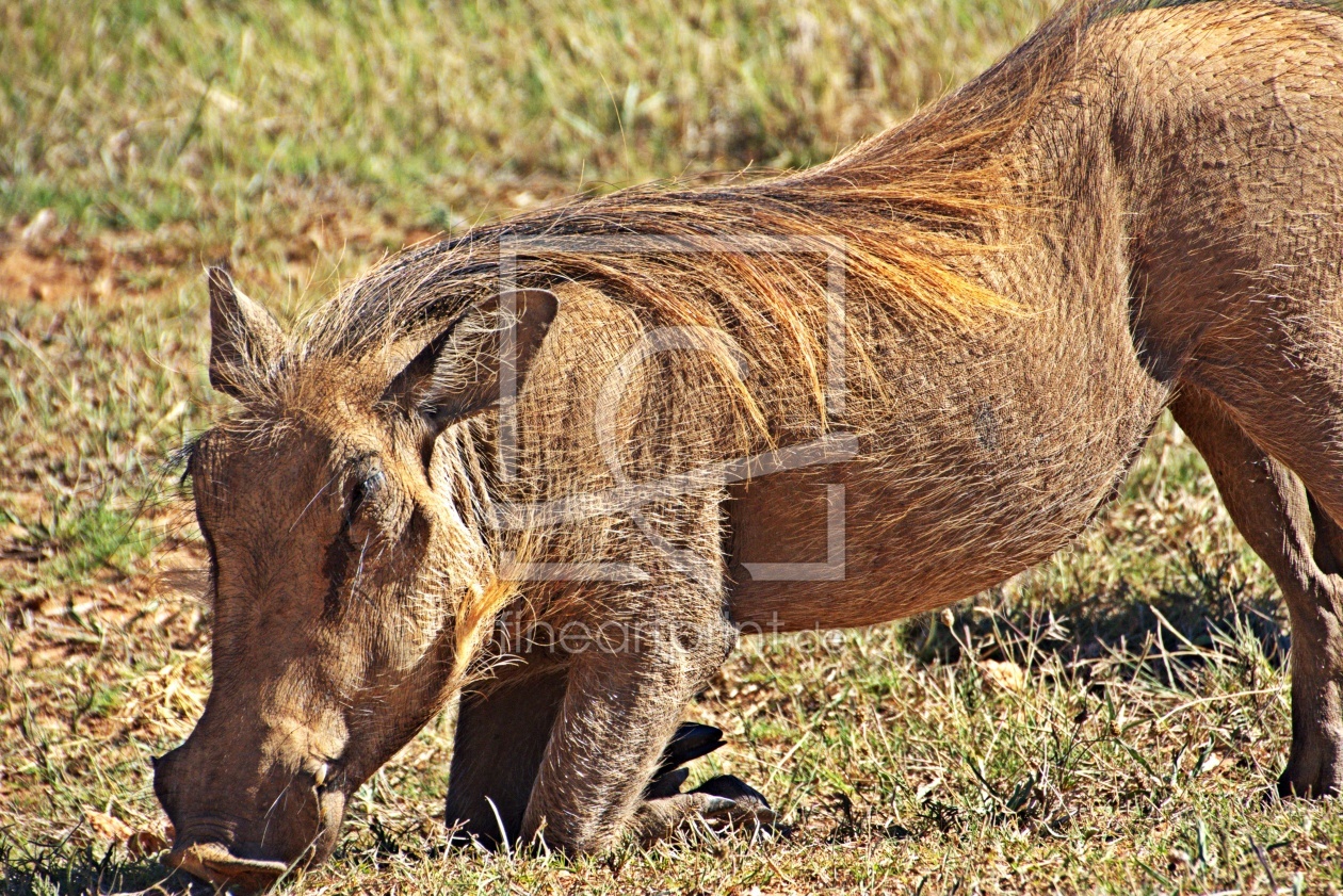 Bild-Nr.: 12936162 Pumbaa erstellt von Schwob