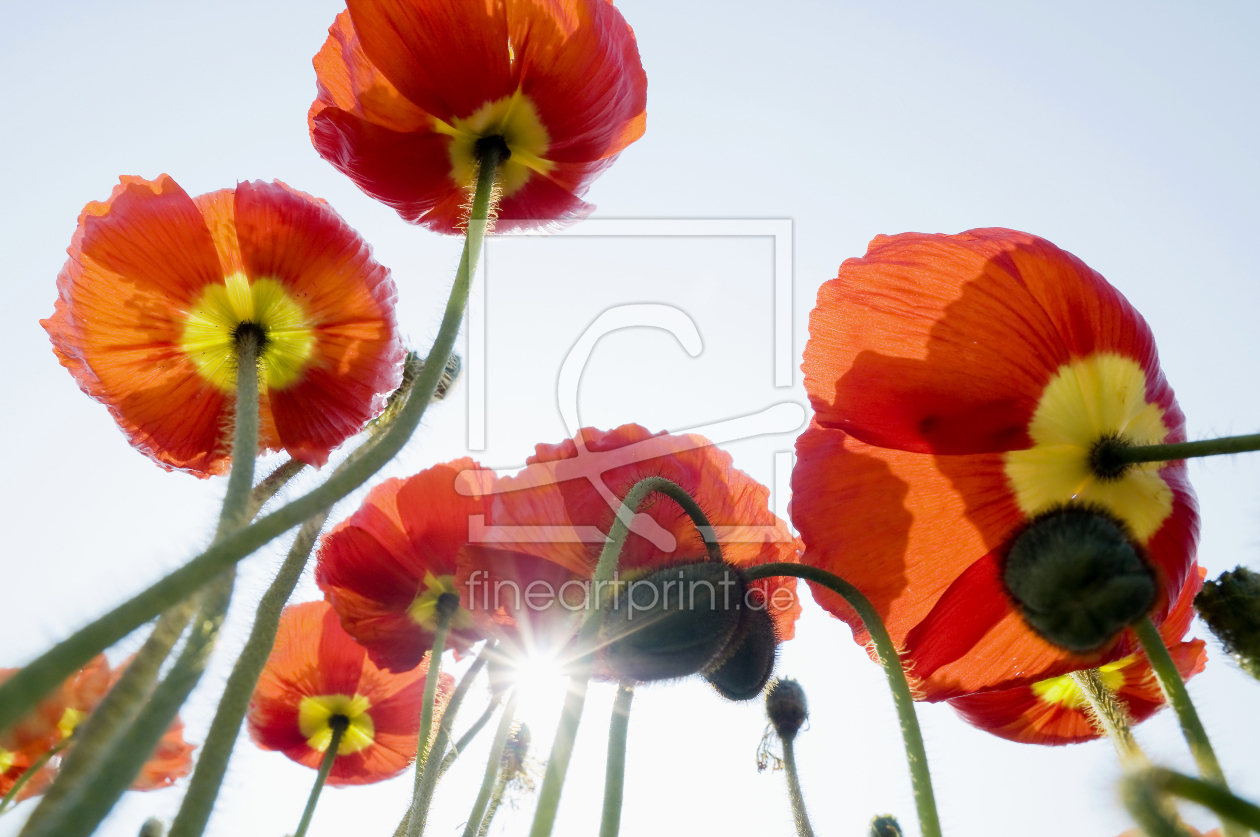 Bild-Nr.: 12936323 Mohn 2 erstellt von danielschoenen