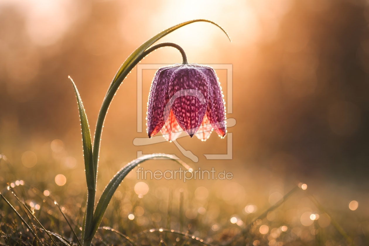 Bild-Nr.: 12937199 Morgentau auf einer Schachbrettblume im Gegenlicht erstellt von gabii40