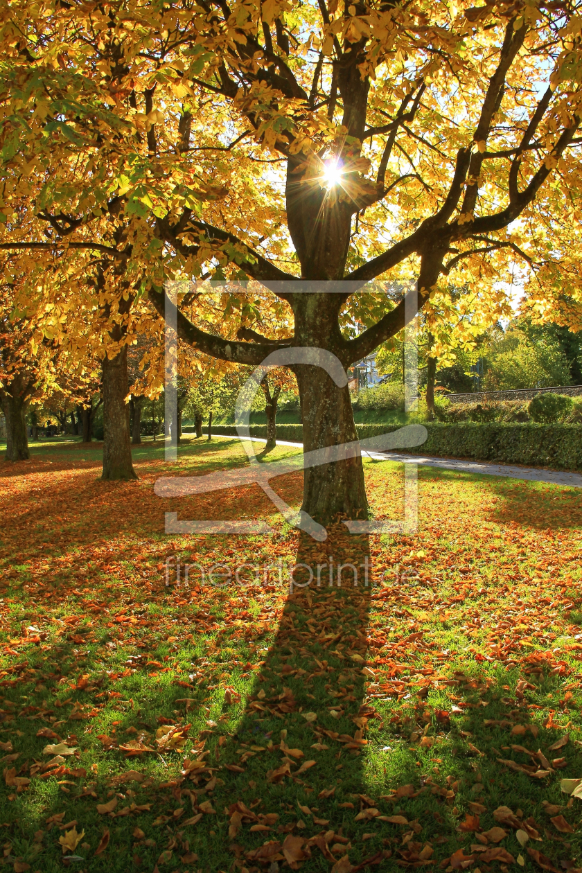 Bild-Nr.: 12938211 Herbstabend im Park erstellt von SusaZoom