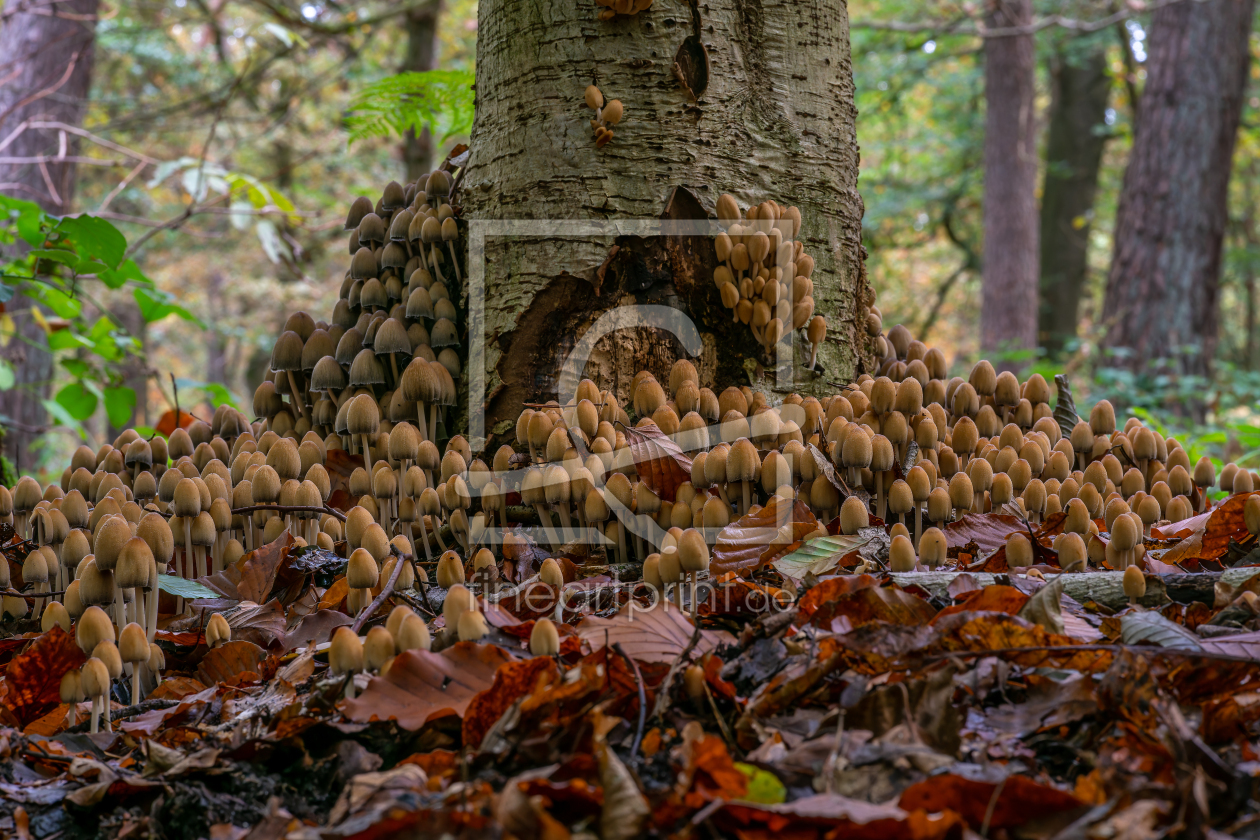 Bild-Nr.: 12939696 Coprinus an einer Birke erstellt von volker heide