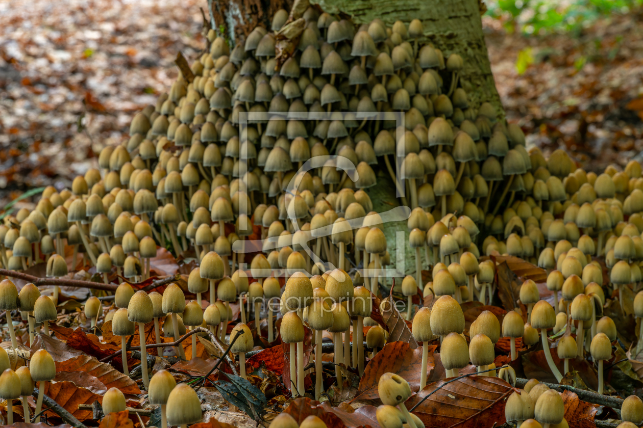 Bild-Nr.: 12939698 Pilze an einer Birke erstellt von volker heide