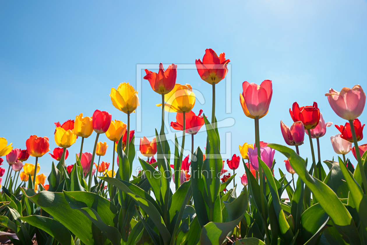 Bild-Nr.: 12939721 Tulpen im Gegenlicht erstellt von SusaZoom