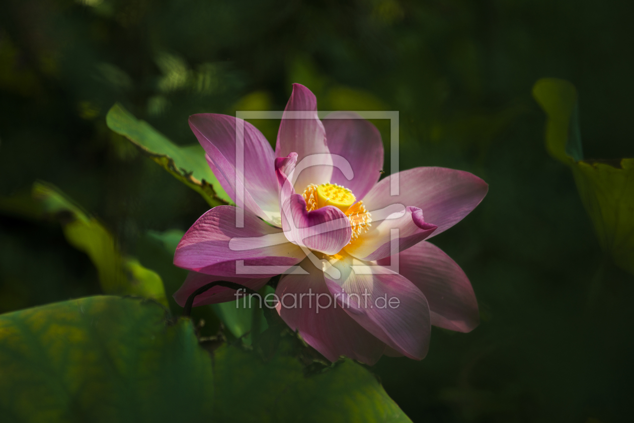 Bild-Nr.: 12939903 Lotus 1 erstellt von danielschoenen