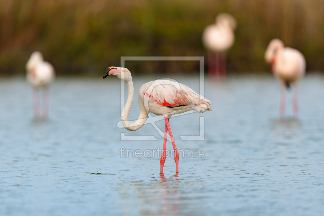 Bild-Nr.: 12939923 Rosaflamingo in der Camargue erstellt von DirkR