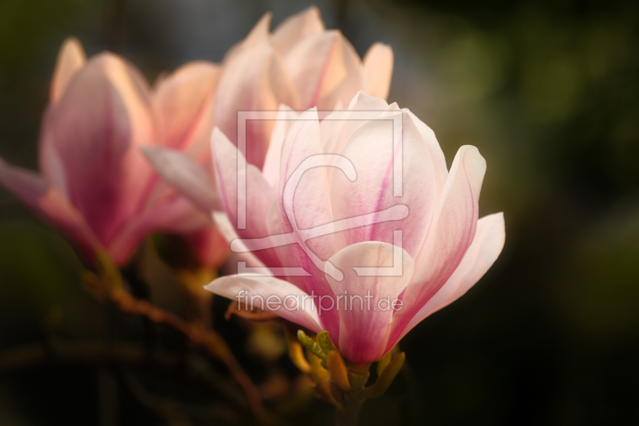 Bild-Nr.: 12940028 Magnolienblüten in sanftem Licht erstellt von Smileus