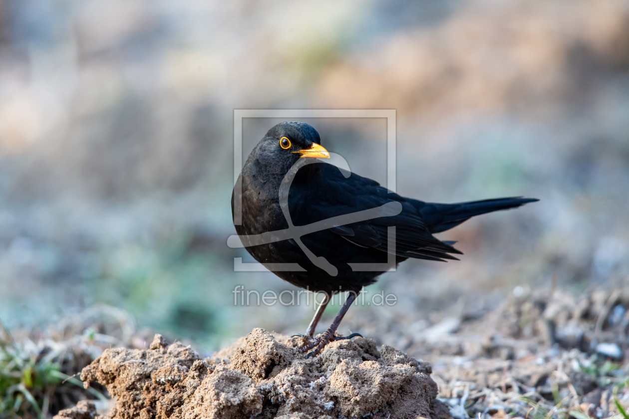 Bild-Nr.: 12940124 Amsel erstellt von DirkR