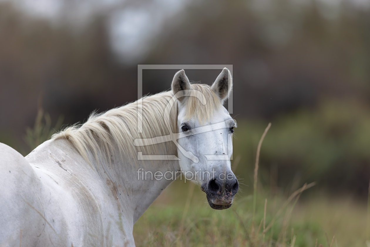 Bild-Nr.: 12940126 Camargue-Pferd erstellt von DirkR