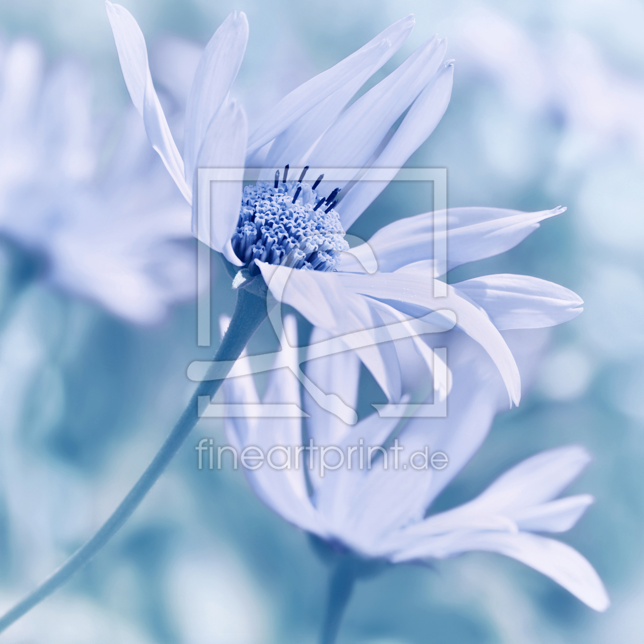 Bild-Nr.: 12940257 Ringelblume erstellt von Atteloi