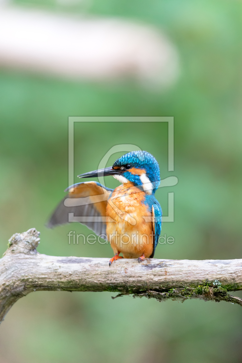 Bild-Nr.: 12940376 Eisvogel erstellt von DirkR