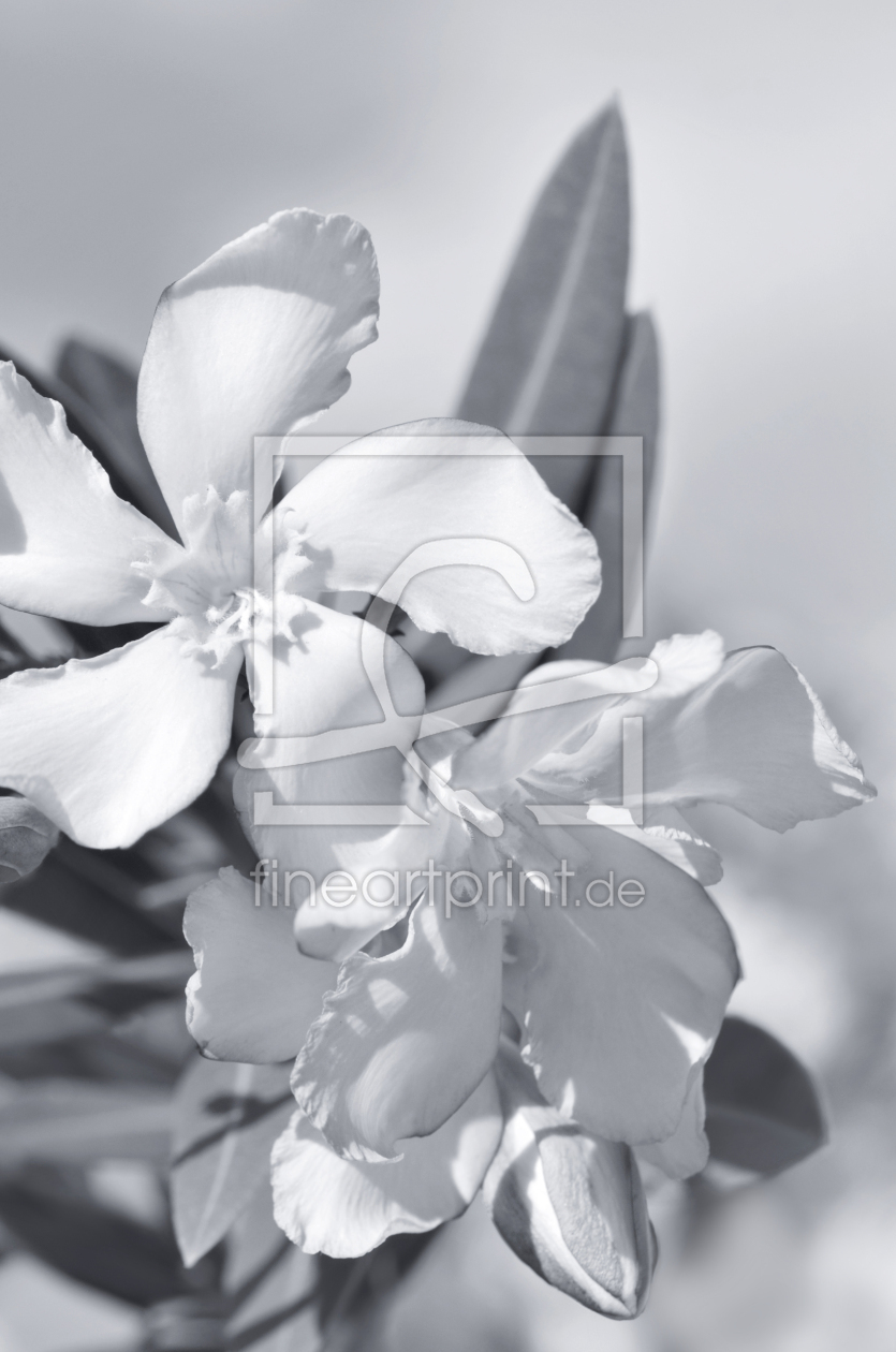 Bild-Nr.: 12940394 Oleander erstellt von Atteloi