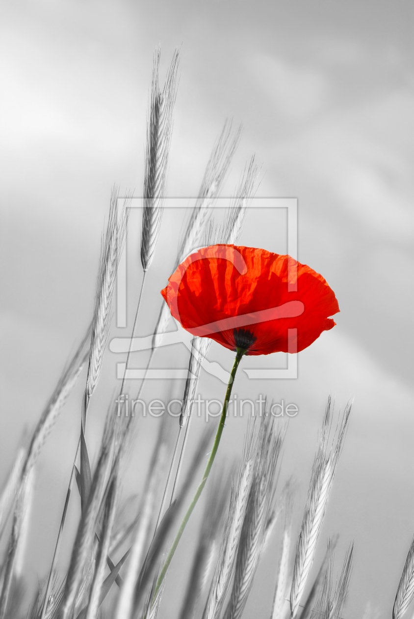 Bild-Nr.: 12940537 Mohblume erstellt von Atteloi