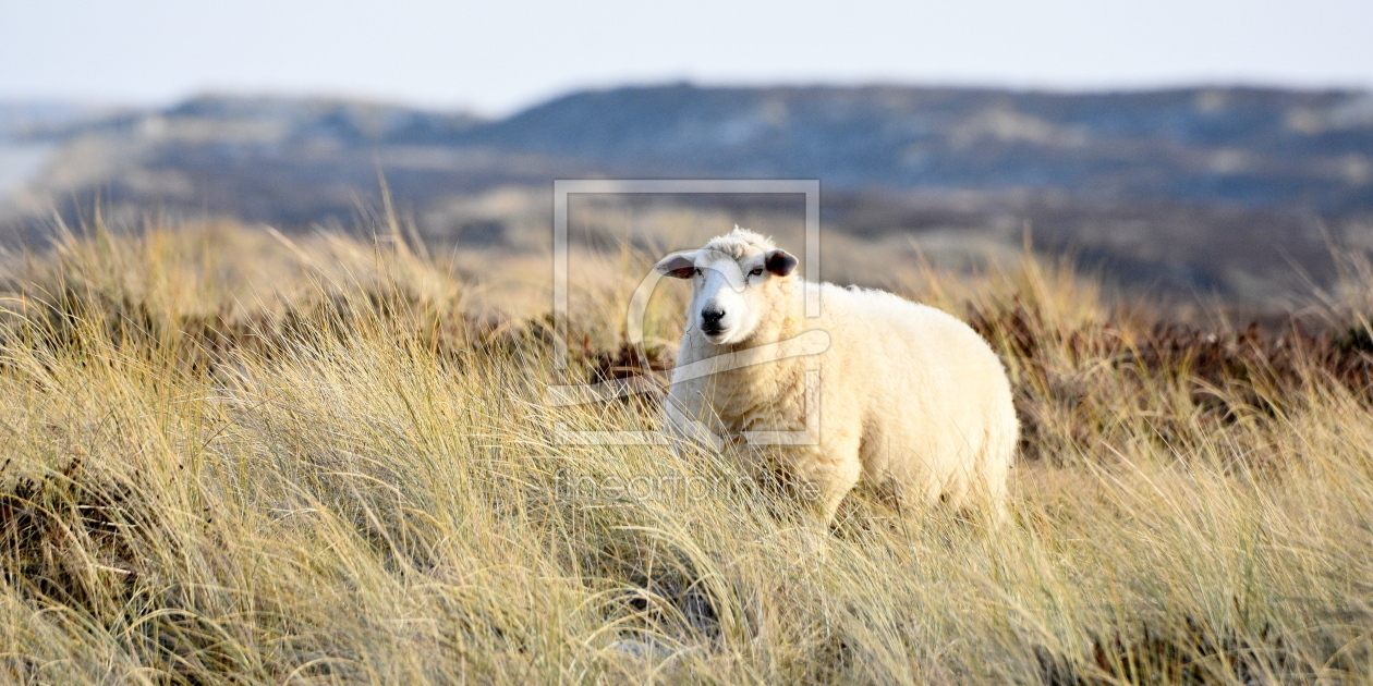 Bild-Nr.: 12940544 Deichschaf erstellt von GUGIGEI