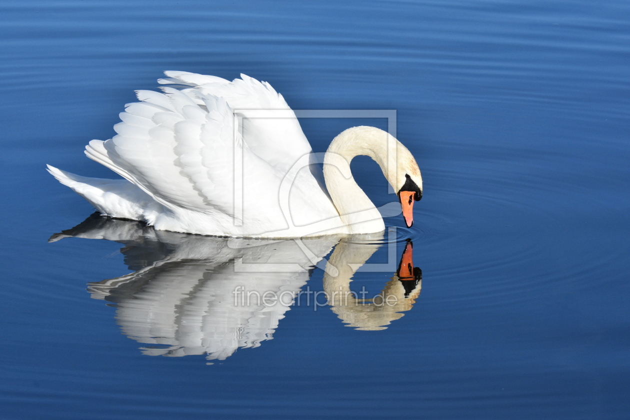 Bild-Nr.: 12940546 Schwan erstellt von GUGIGEI