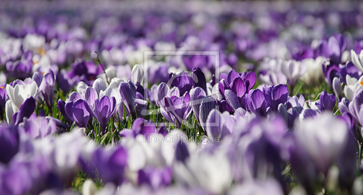 Bild-Nr.: 12946239 Blütenteppich erstellt von youhaveadream