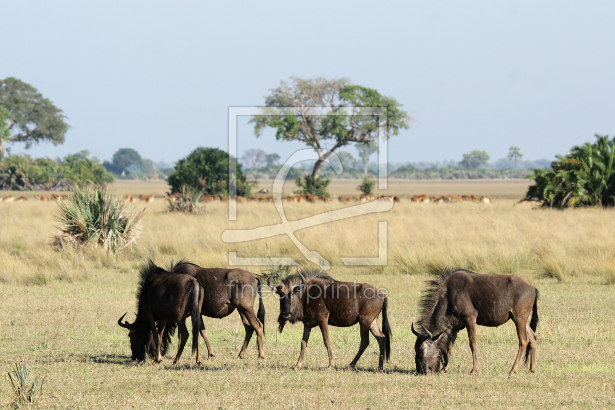 Bild-Nr.: 12949570 Streifengnus im Okavango Delta erstellt von DirkR