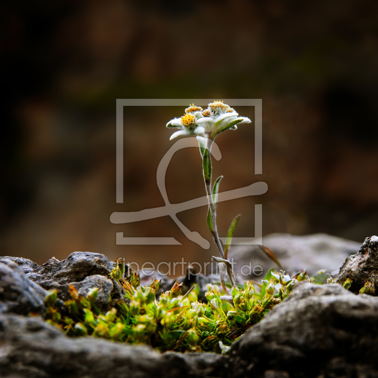 Bild-Nr.: 12949613 Alpenedelweiß erstellt von Michael  Rucker