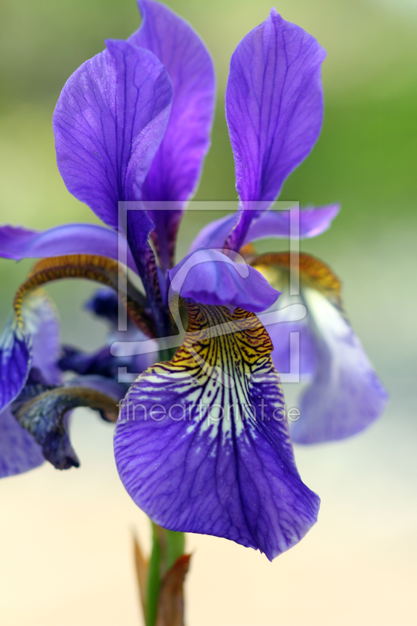 Bild-Nr.: 12949751 Iris erstellt von Gerhard Albicker
