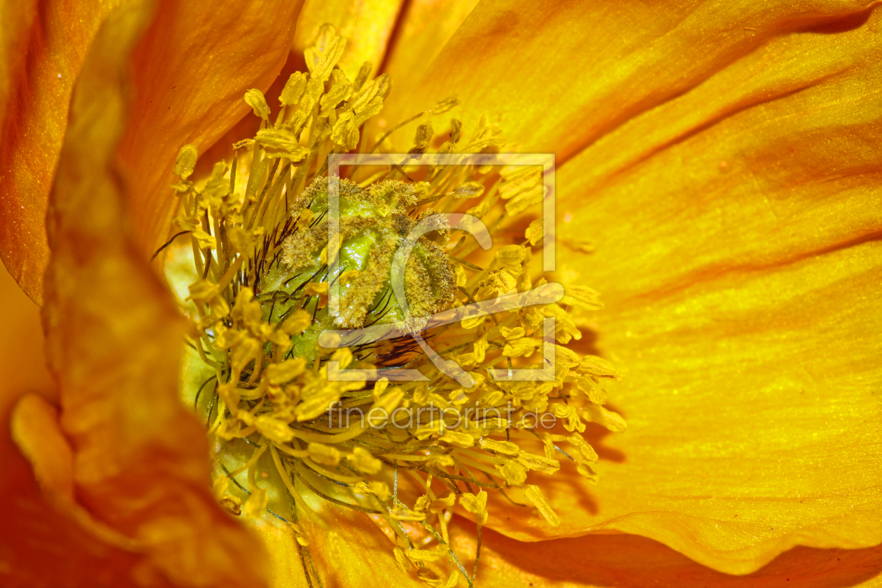 Bild-Nr.: 12949753 Island Mohn erstellt von Gerhard Albicker