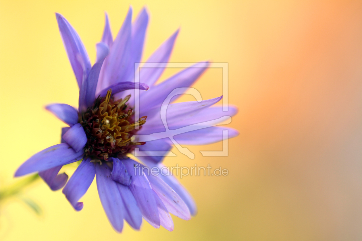 Bild-Nr.: 12949754 Aster erstellt von Gerhard Albicker