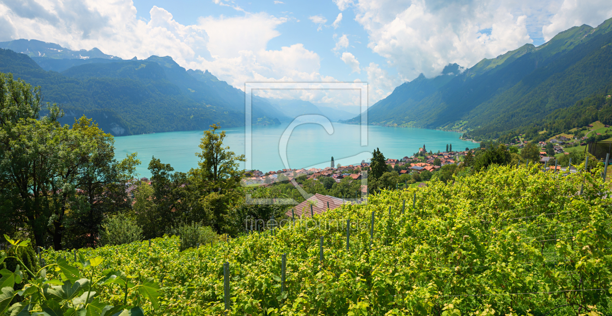 Bild-Nr.: 12949819 Weinberg oberhalb von Brienz Berner Oberland erstellt von SusaZoom