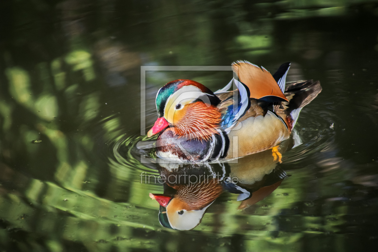 Bild-Nr.: 12949932 Mandarinente erstellt von PhotoMah