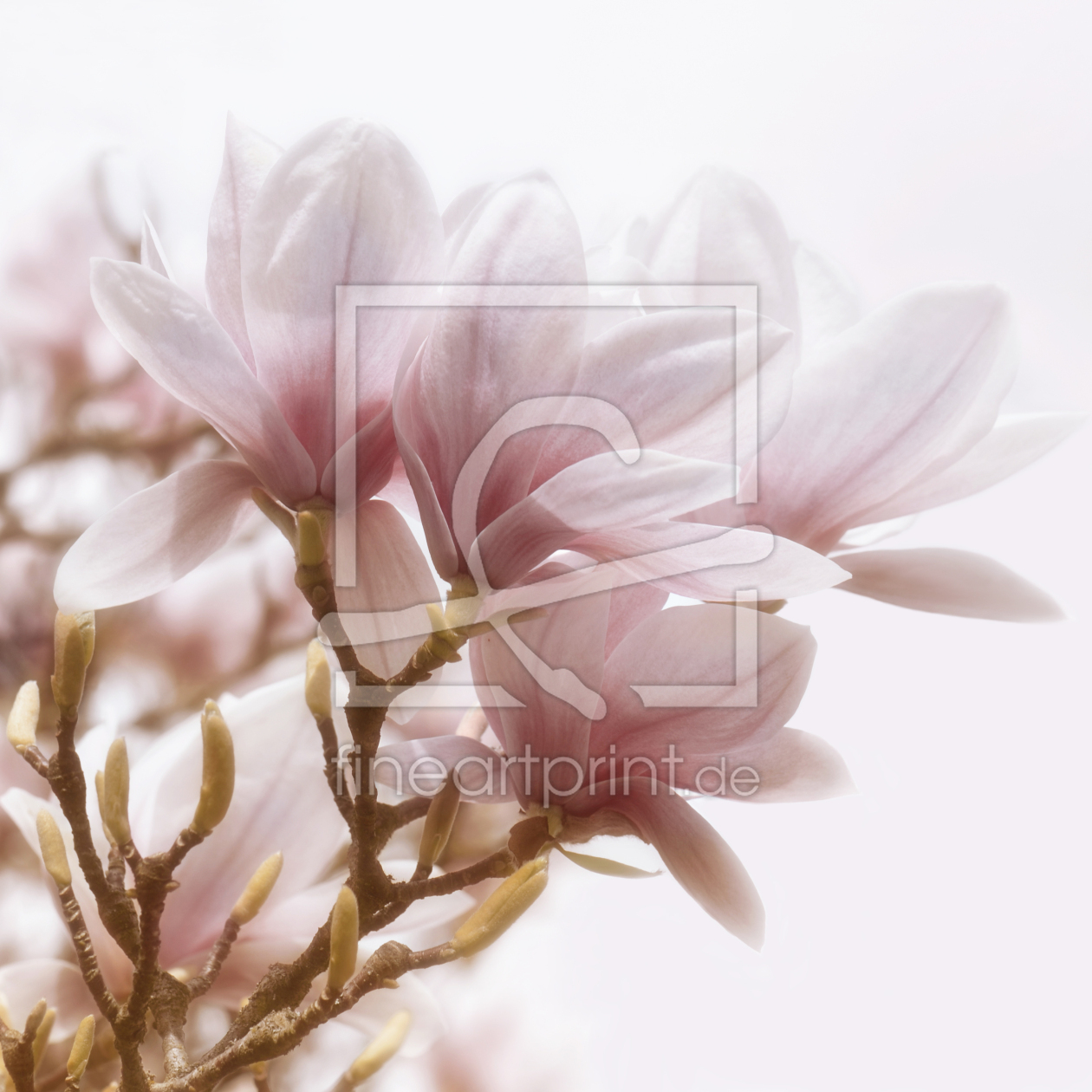 Bild-Nr.: 12949947 Magnolie erstellt von Atteloi
